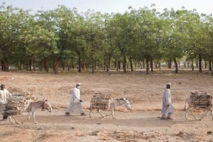 fao bosques y arb esenc. planeta