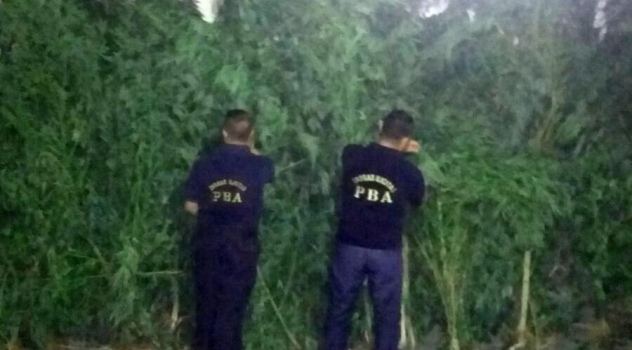 secuestran  marihuana